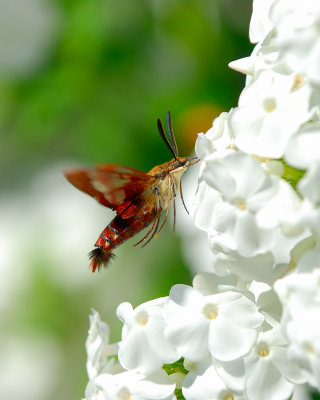 Hummingbird Moth 5.jpg