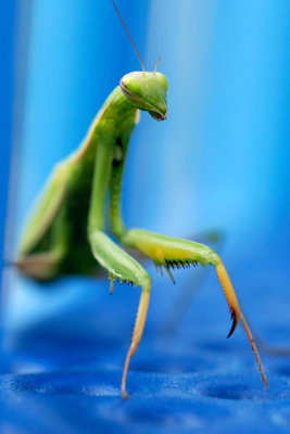 Praying Mantis 3.jpg