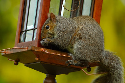 Squirrel.jpg