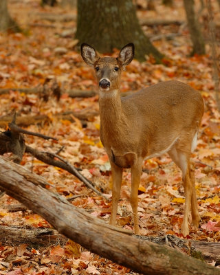 Young Doe.jpg