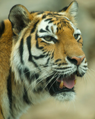 _EPL5400.jpg