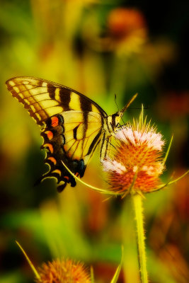 gothicswallowtail.jpg