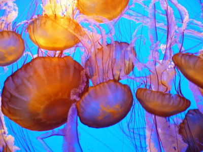 Dance of the Seas