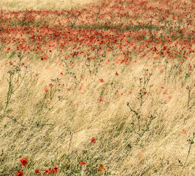 Poppies in the Grasses