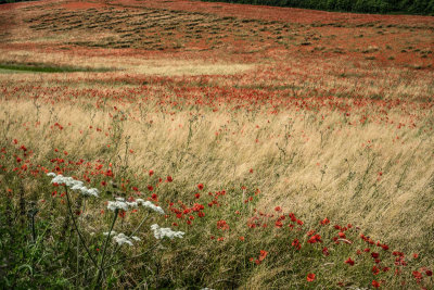 July in England's Poppy Fields
