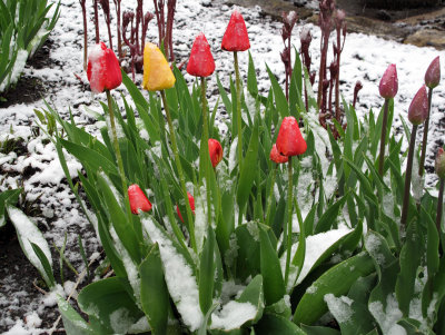 Winter Tylip loll