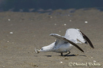 20120723_0178 Mouette-Godbout.jpg