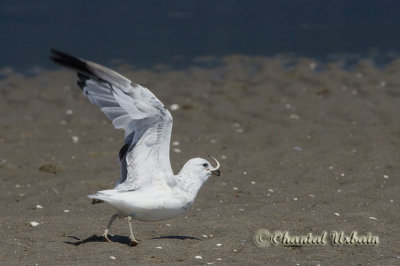 20120723_0190 Mouette-Godbout.jpg
