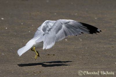 20120723_0194 Mouette-Godbout.jpg