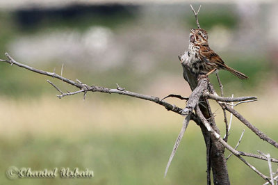 Birds / Oiseaux