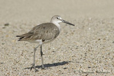 20160215_0148 Shore bird.jpg