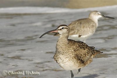 20160215_0161 Shore birds.jpg