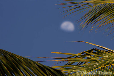 20160217_245 moon and palmtree.jpg