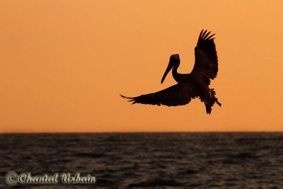 20160217_297 Pelican at sunset.jpg