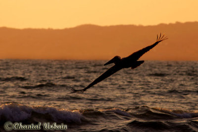 20160217_393 Pelican at sunset.jpg