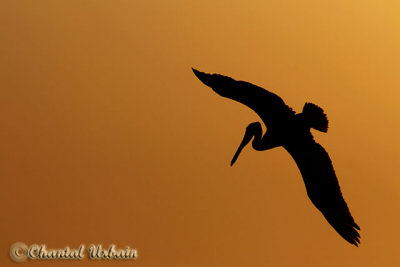20160217_410 Pelican at sunset.jpg
