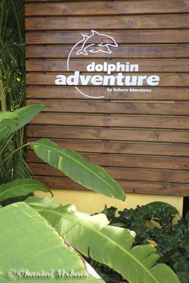 20160218_0829 Dolphin Adventure.jpg
