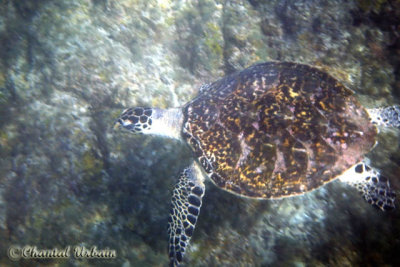 20160218_0887 Sea turtle.jpg