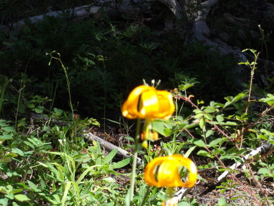 2013 07 10_Hike_0002.JPG