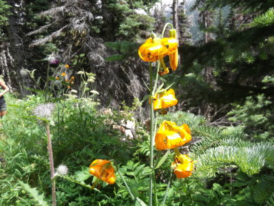 2014 07 26_0006.JPG