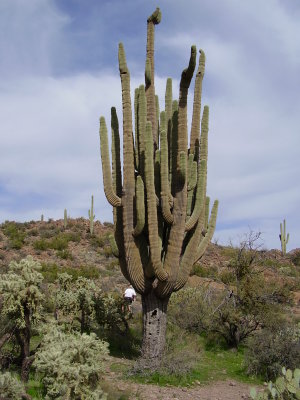 Demise of Big Saguaro Cactus 2008 to 2015