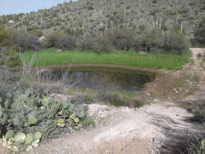 Willow Springs Creek - Bagley Tank 2/19/2015