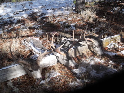 Montana 2012