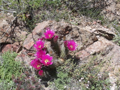 Cave Creek - Skunk Tanks Loop 3/27/2015