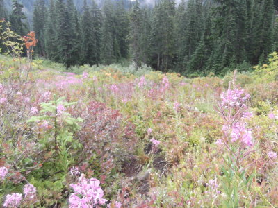 Chain and Doelle Lakes Backpack 7/24/2015 - 7/26/2015