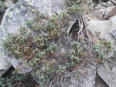 2015 08 05_Hike_0027.JPG
