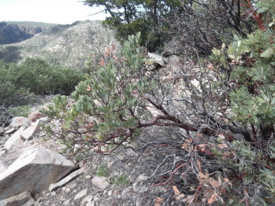 2016 03 08_Hike_0030.JPG