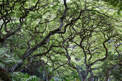 Waimaea Falls Park