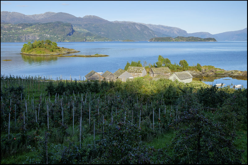 Fruit orchard by the mighty Hardangerfjord.... 