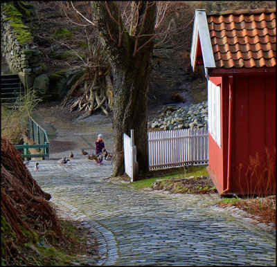 Feeding ducks......