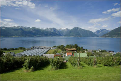 Vangsnes,Sogn county......(plum trees)