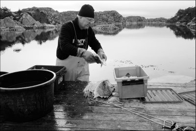 Salting the cod we caught.......