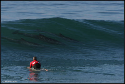 dolphins2a.jpg