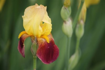  Mad River Iris 