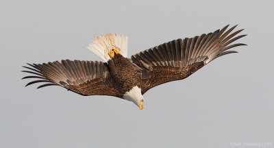 BaldEagle30c7483_1.jpg