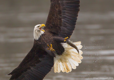 BaldEagle67c4806-2.jpg