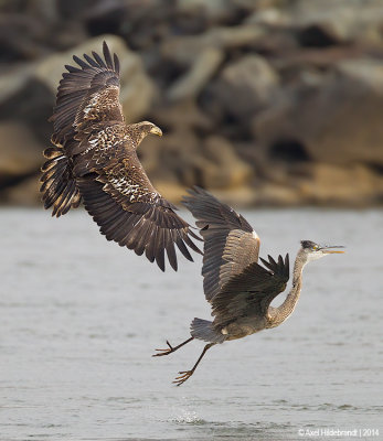 BaldEagle-GBH69c5785.jpg