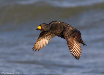 BlackScoter15c7493.jpg