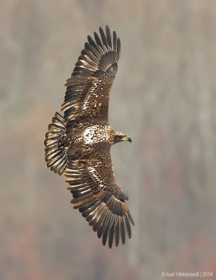 BaldEagle78c6638.jpg