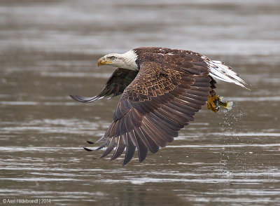 BaldEagle79c4836.jpg