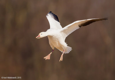 SnowGoose118c7832.jpg