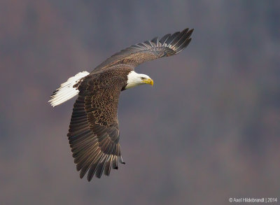 BaldEagle83c5405.jpg