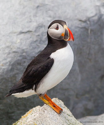 AtlanticPuffin38c9983.jpg