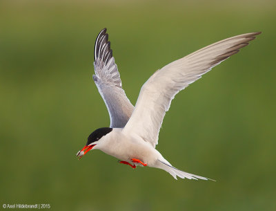 CommonTern96c1656.jpg