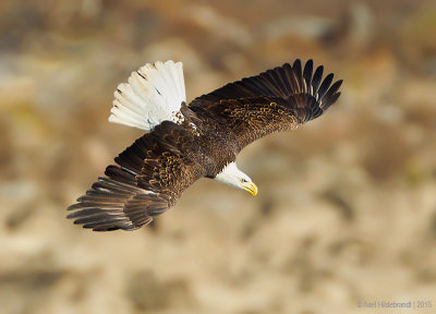 BaldEagle86c3727.jpg