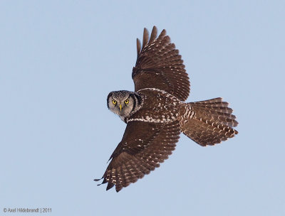 NorthernHawkOwl25c8855.jpg